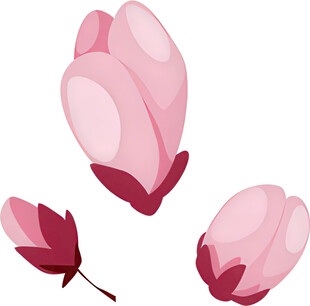 三朵粉色玉兰花插画