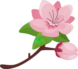 粉色樱花花枝插画