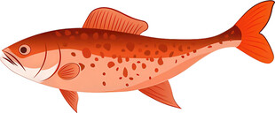 红色斑点鱼插画