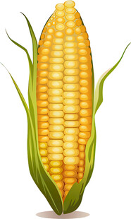 新鲜玉米棒
