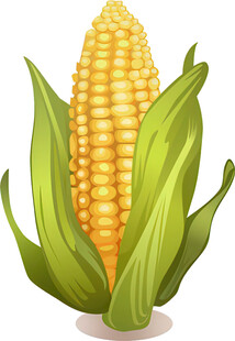 新鲜玉米插画