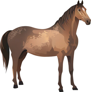 站立的棕色骏马