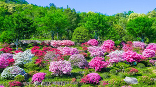 绚烂花海 多彩杜鹃绽放