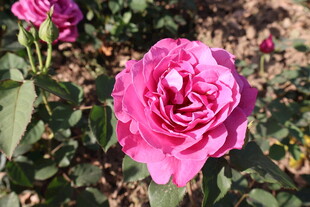 月季花