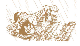 雨中劳作的农民
