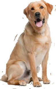 可爱拉布拉多犬端坐