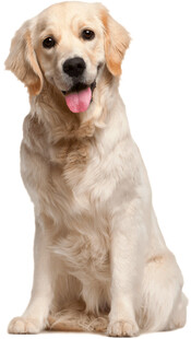 可爱金毛犬端坐