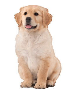 可爱金毛犬端坐