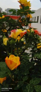 多彩玫瑰绽放花园
