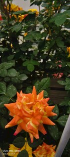 橙色刺状花朵特写