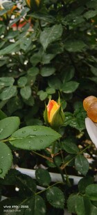 绿叶丛中的艳丽花朵
