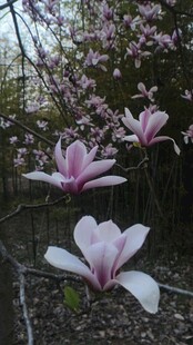 盛开的玉兰花