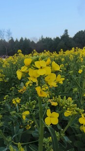 金黄油菜花田美景