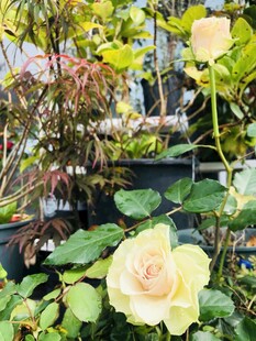 月季花
