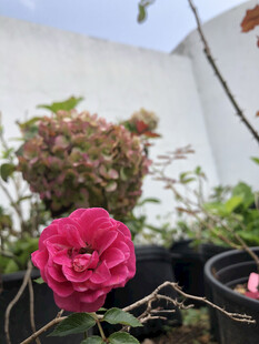 月季花