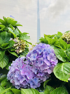 绣球花