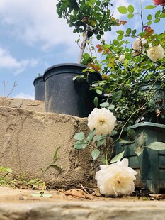 月季花