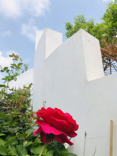 玫瑰花
