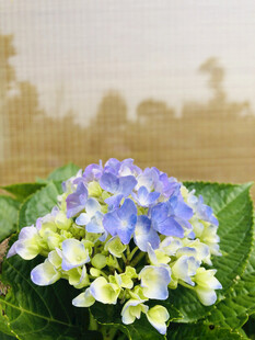 绣球花