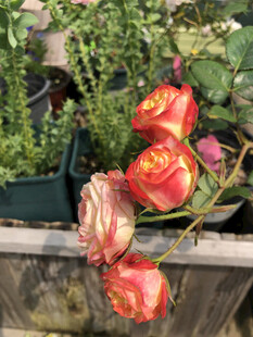玫瑰花