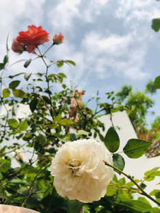 玫瑰花