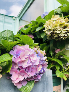 绣球花