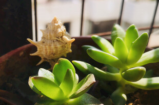 多肉植物