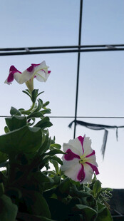 矮牵牛花