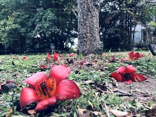 木棉花