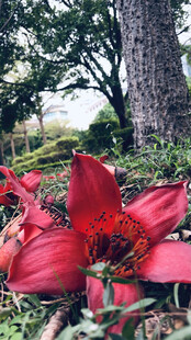 木棉花