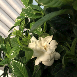 栀子花