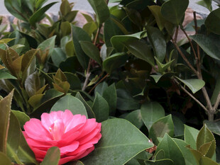 山茶花