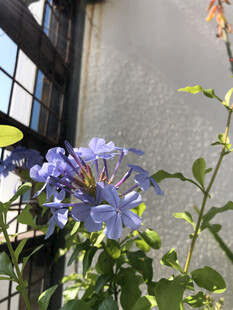 蓝花丹