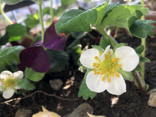 草莓花
