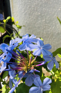 蓝花丹