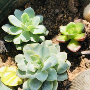 多肉植物