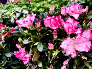 杜鹃花