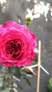 月季花