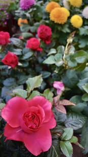 玫瑰花
