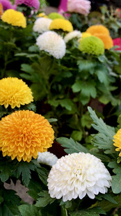 菊花