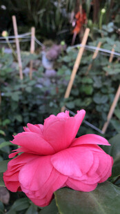 山茶花