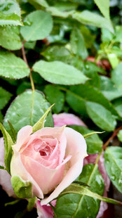 玫瑰花