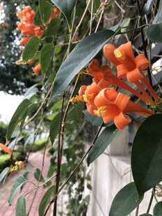 炮仗花