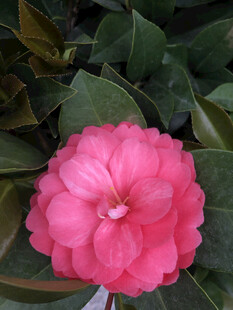 山茶花