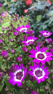 瓜叶菊