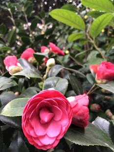 山茶花