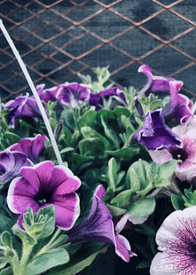 矮牵牛花