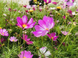 波斯菊