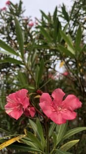 夹竹桃