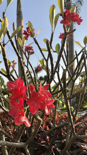 杜鹃花